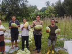 Wakili Pj Bupati, Kadis Pertanian Aceh Besar Panen Semangka Bersama Kelompok Tani Ingin Sejahtera Montasik