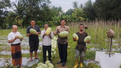 Wakili Pj Bupati, Kadis Pertanian Aceh Besar Panen Semangka Bersama Kelompok Tani Ingin Sejahtera Montasik