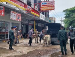 Satpol PP dan WH Aceh Besar Amankan Sapi-sapi di Rel Kereta Api: Himbauan Penting bagi Pemilik Ternak