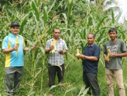 Distan Aceh Besar Panen Jagung dalam Program Tanggap Inflasi di Lambeugak