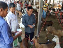 Jelang Idul Adha, Harga Sapi dan Kambing di Pasar Hewan Sibreh Aceh Besar Mulai Naik
