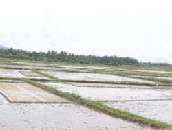 Petani Aceh Besar Kesulitan Dapatkan Pupuk Subsidi