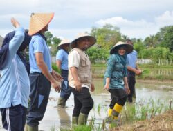 Pj Bupati Iswanto Tanam Padi Bersama Danlanud SIM di Blang Bintang