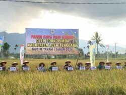 Pj Bupati Syakir dan Forkopimda Agara Panen Raya Padi Sawah di Lawe Sumur