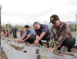 Manfaatkan Lahan Kosong, Pj Bupati Muhammad Iswanto Budidaya Cabe Intensif di Pekarangan Meuligoe