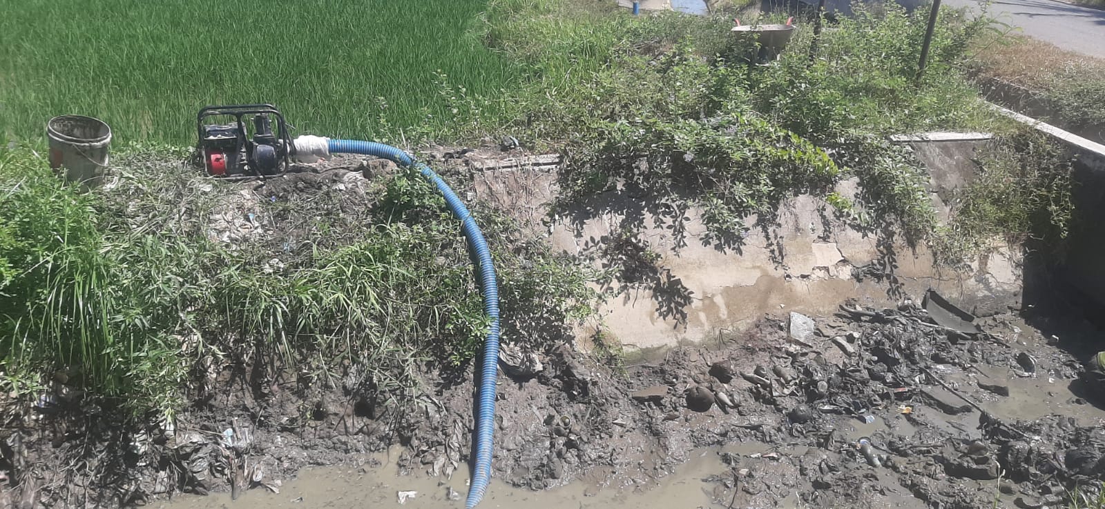 Petani Simpang Tiga Desak Pemkab Aceh Besar Tangani Dampak Kemarau Panjang 