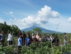 Dinas Pertanian Aceh Besar Panen Terong Kelompok Binaan di Seuneubok