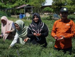 Distan Aceh Besar Gencar Tekan Laju inflasi Daerah