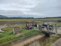Petani Simpang Tiga Mulai Tahapan Tanam Rendeng Tahun 2024