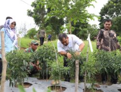 Panen Cabai di Jantho, Pj Bupati Aceh Besar Ajak Masyarakat Manfaatkan Lahan Kosong untuk Ketahanan Pangan