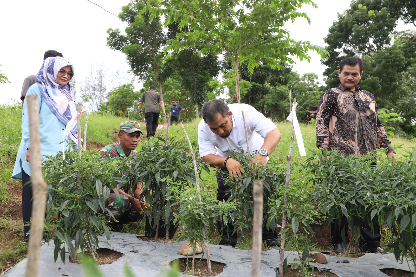 Panen Cabai di Jantho, Pj Bupati Aceh Besar Ajak Masyarakat Manfaatkan Lahan Kosong untuk Ketahanan Pangan