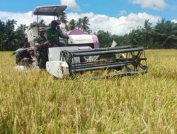 Babinsa Lamtamot Turun Tangan Dampingi Petani Panen Padi