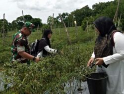 Kolaborasi TNI dan PKK Panen Cabai di Suka Mulya Aceh Besar