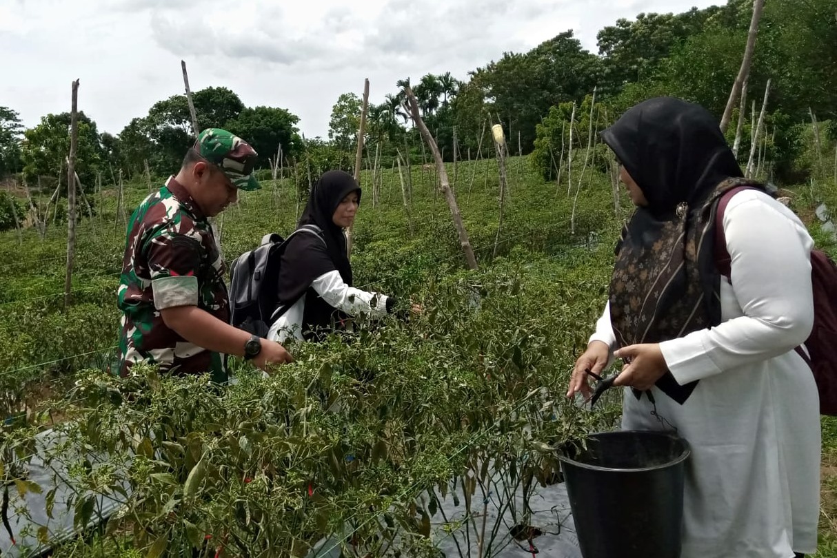 Kolaborasi TNI dan PKK Panen Cabai di Suka Mulya Aceh Besar