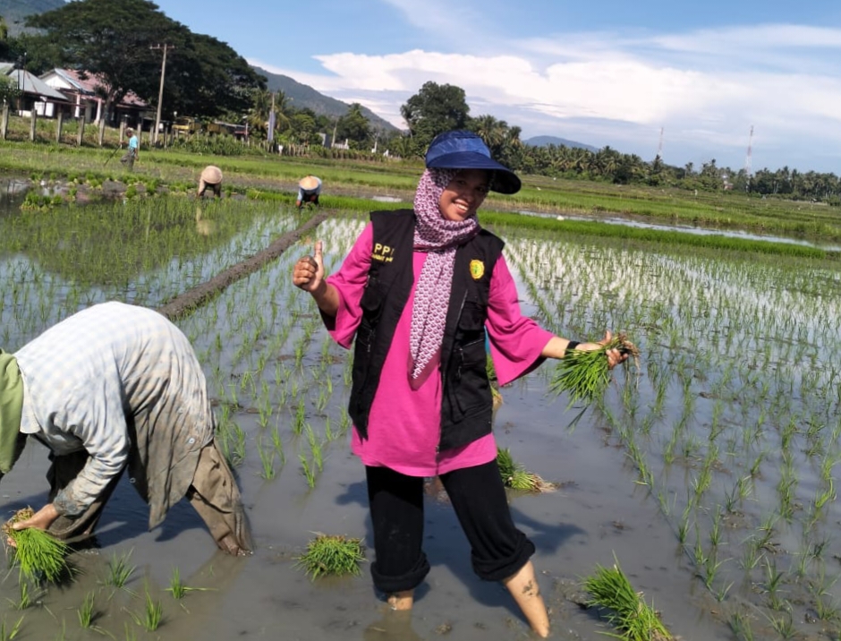 PPL Aceh Besar Terjun Langsung Tanam Padi Perdana Bersama Petani