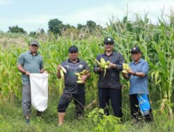 Dukung Ketahanan Pangan, Pj Bupati Aceh Besar Panen Jagung di Lamteuba
