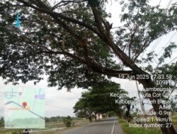 Waspada! Pohon Retak Hampir Tumbang di KM 32 Jalan Raya Lambeugak, Pengguna Jalan Diminta Ekstra Hati-Hati