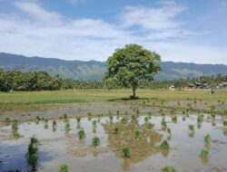 Tahun 2025 Aceh Besar Target Tanam Padi 37.000 Hektar
