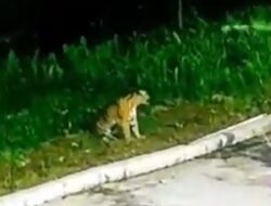 Aceh Tenggara Heboh, Harimau Sumatera Masuk Kebun Warga Diduga Mangsa Sapi