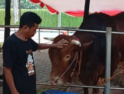 Prabowo-Gibran Kurban 2 Ekor Sapi Limosin di Masjid Istiqlal