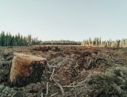 Laporan Media: Konsumsi Komoditas China Picu Deforestasi Global