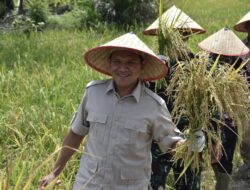 Wagub Fadhlullah Panen Padi di Aceh Tamiang, Apresiasi Hasil Panen Cepat Berkat Pupuk Inovatif