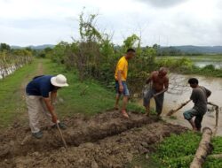 Hadapi Cuaca Ekstrim, Petani Darussalam Aceh Besar Mulai Tanam Akhir Januari 2026