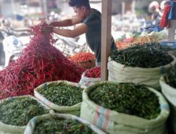 Sepekan Puasa, Harga dan Persediaan Cabai di Banda Aceh Stabil