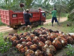 Mandat B50 Berlaku Mulai Juli 2026, Emiten Sawit Diproyeksi Kian Cuan