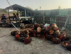 Harga TBS Sawit Terjun Bebas, Rp 1.850 perkilogram