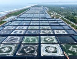 80 Ton Udang dari Kebumen Siap Diekspor ke AS