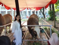 Sapi Prabowo-Gibran di Istiqlal Jadi Primadona, Diajak Foto Bareng Warga