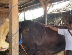 Dua Sapi Jumbo Asal Lamongan Dibeli Presiden untuk Hewan Kurban