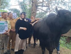Wali Kota Banda Aceh Serahkan Sapi Kurban Bantuan Presiden Prabowo untuk Warga