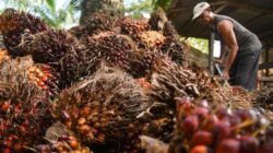 Harga Sawit Petani Anjlok, Kepala Daerah Diminta Turun Tangan