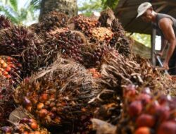 Harga Sawit Petani Anjlok, Kepala Daerah Diminta Turun Tangan