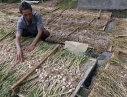Prabowo Mau Setop Impor Bawang Putih, Siapkan Rp 400 M Buat Swasembada