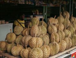 Pasokan Melimpah Ruah, Durian Malaysia Dibagikan Gratis