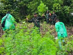 Kodim 0101/Kota Banda Aceh Temukan Ladang Ganja 2,5 Hektar di Pegunungan Indrapuri