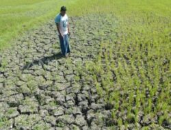 Sawah di Aceh Besar Mengering, Petani Khawatir Gagal Panen