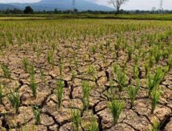 Kemarau di Aceh Besar, Ribuan Hektar Sawah Mengering, Warga Pekan Bada Krisis Air