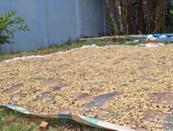 Harga Gabah Kopi Arabika di Gayo Lues Bergerak Naik, Segini Harga Jual