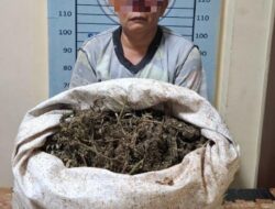 Ganja 4,7 Kg Disembunyikan di Bawah Tempat Tidur, Satresnarkoba Bongkar Peredaran di Ketambe